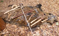 IMG_0374