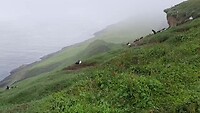 Papegaaiduikers op Mykines