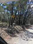 Kangaroo bord