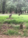 Kangaroos