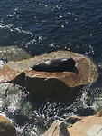 Een zeehond