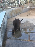 Kangaroe