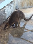 Kangaroe