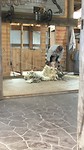 Schaap scheren