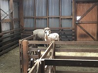 Een schaap geschoren andere niet