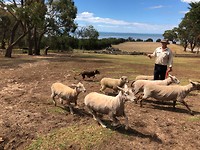 De hond en de schapen