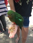 Een parrotes