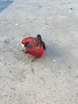 Papegaai