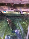 Sealife
