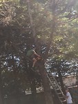 Papa in de boom