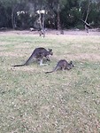 Kangaroos