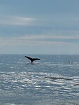 IMG_8621