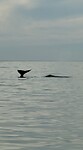 IMG_8609