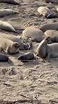 Sea elephants