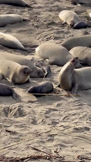 Sea elephants