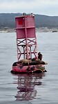 Sea lions