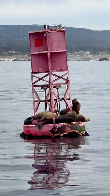 Sea lions