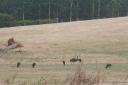 Emu's