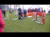agility wedstrijd