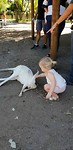 Kangaroos aaien en voeren