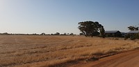 Wheatbelt