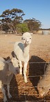 Alpaca op de boerderij