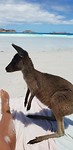 Kleine Kangaroo (joey) op handdoek