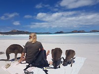 Kangaroos