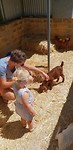 Animal farm geitjes aaien