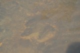 Dinosaur footprint