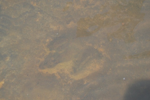Dinosaur footprint