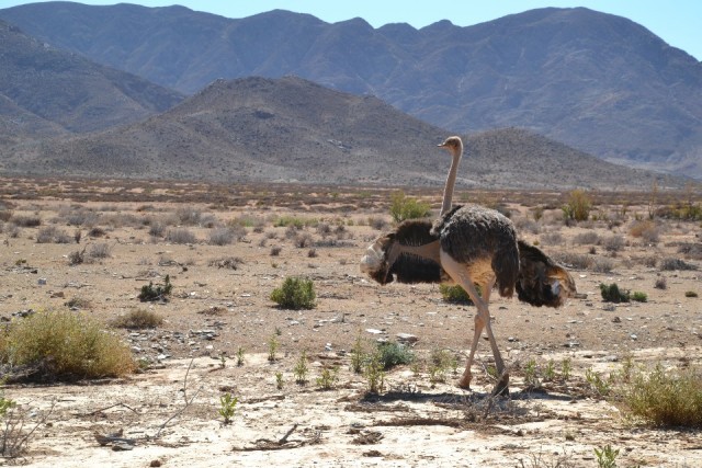 Austrich in the desert