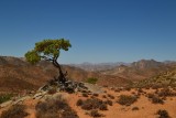 Desert pics