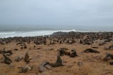 Seals, seals, seals....