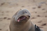 Seal yawning