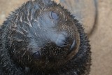 Baby Seal