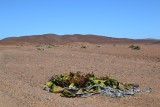 Welwitschia