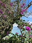 Bougainville