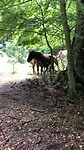 Wilde paarden op ons pad! Magisch!