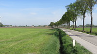 Kievitten langs de weg