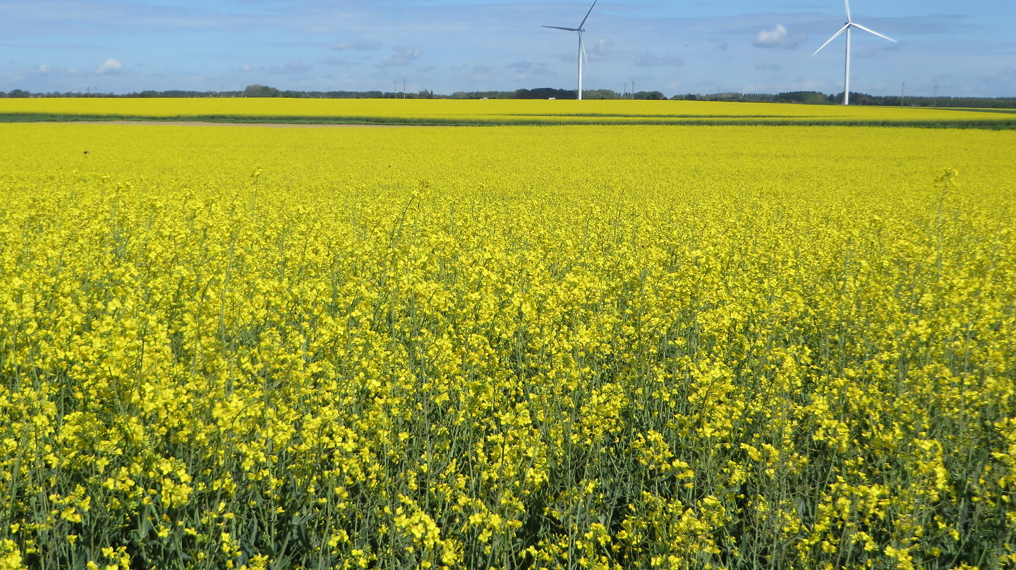 Koolzaad velden Foto Veronica en Jan op fietsvakantie