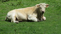 Charolais