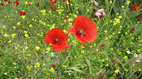 Overal bloemen