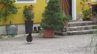 De haan van de Bio Boerderij