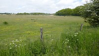 Duinen bij Renesse