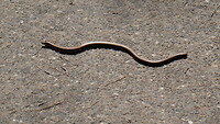 Hazel worm?