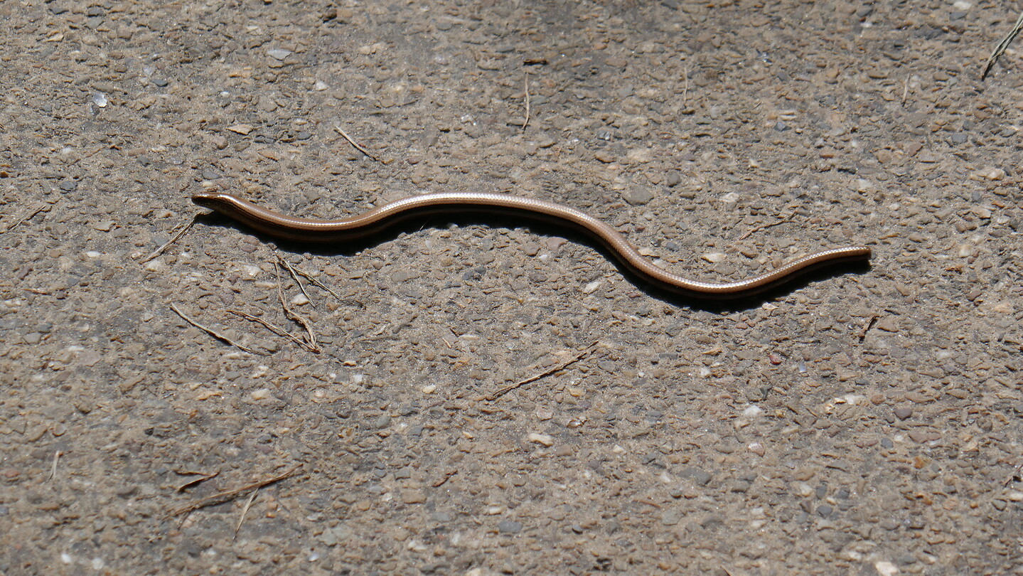 Hazel worm?