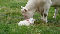 Net geboren