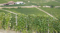 Barolo wijn