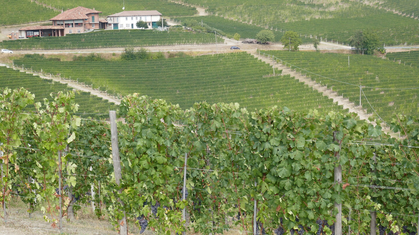 Barolo wijn